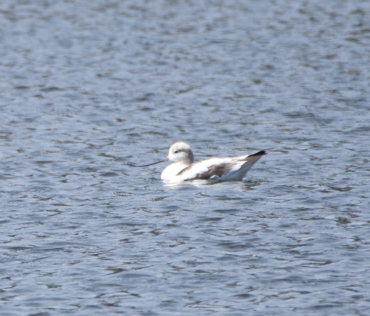 American Avocet - ML33499061