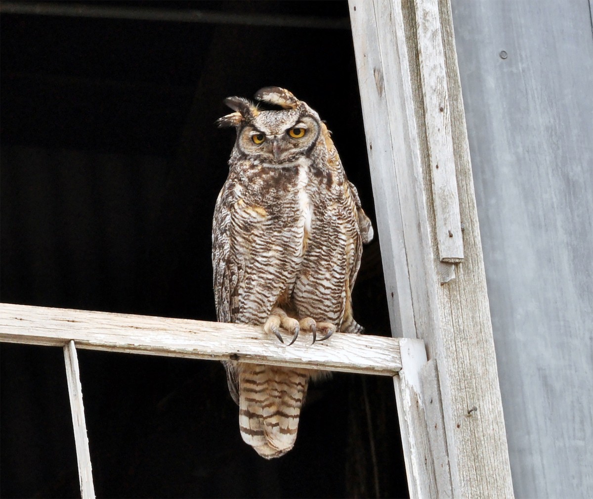 Great Horned Owl - ML334991281