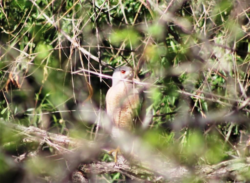 Cooper's Hawk - ML334991441