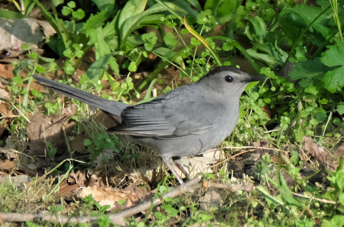 Pájaro Gato Gris - ML334991631