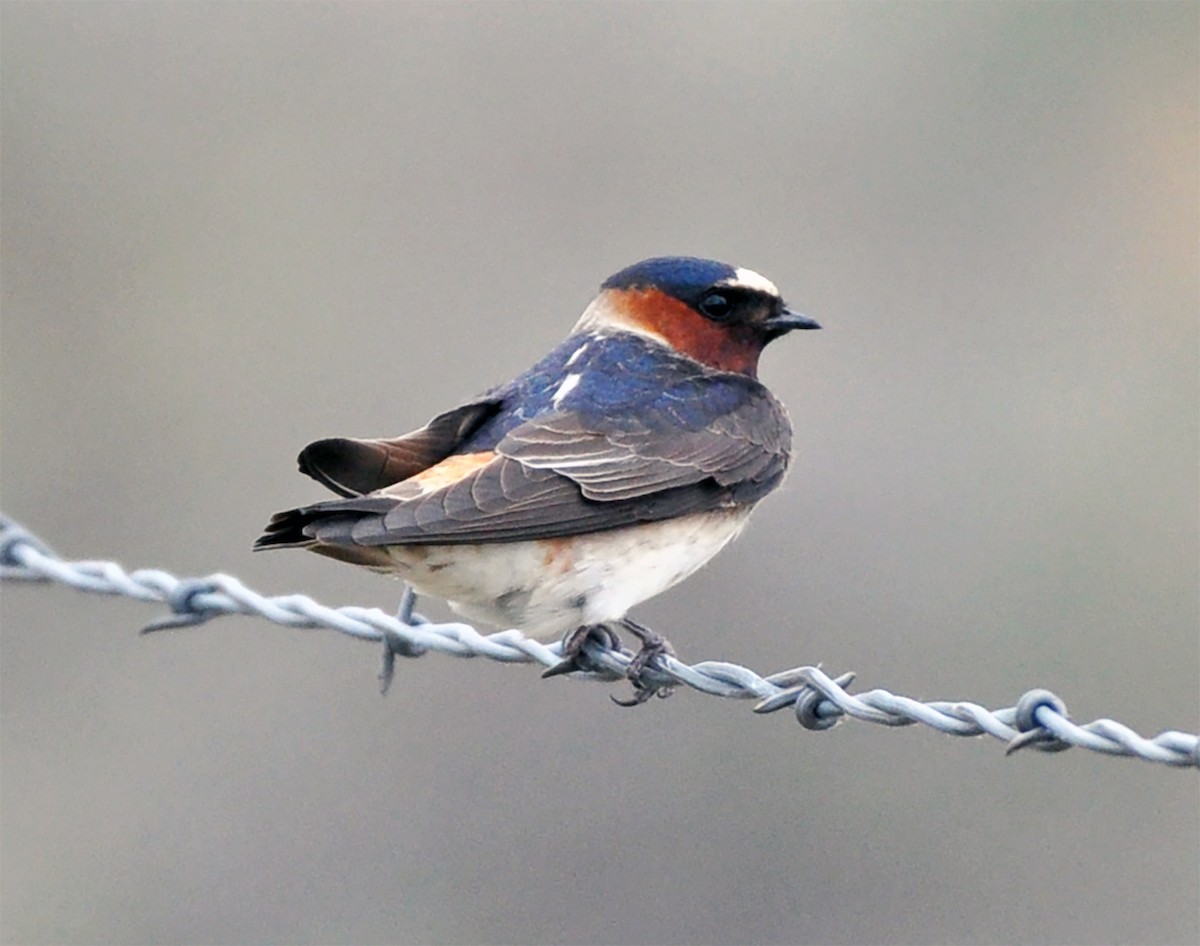 Cliff Swallow - ML334992161