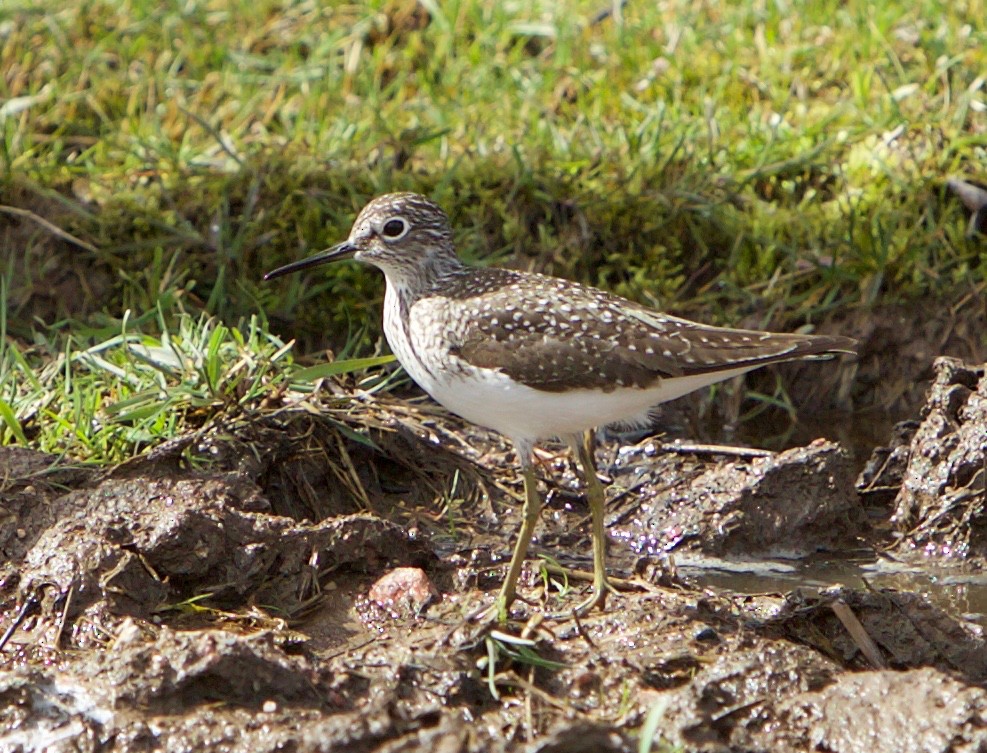 Solitary Sandpiper - Robert Bruss