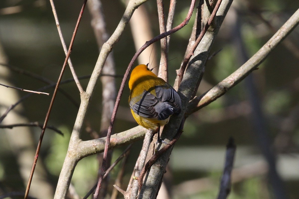 Prothonotary Warbler - Evan Dalton