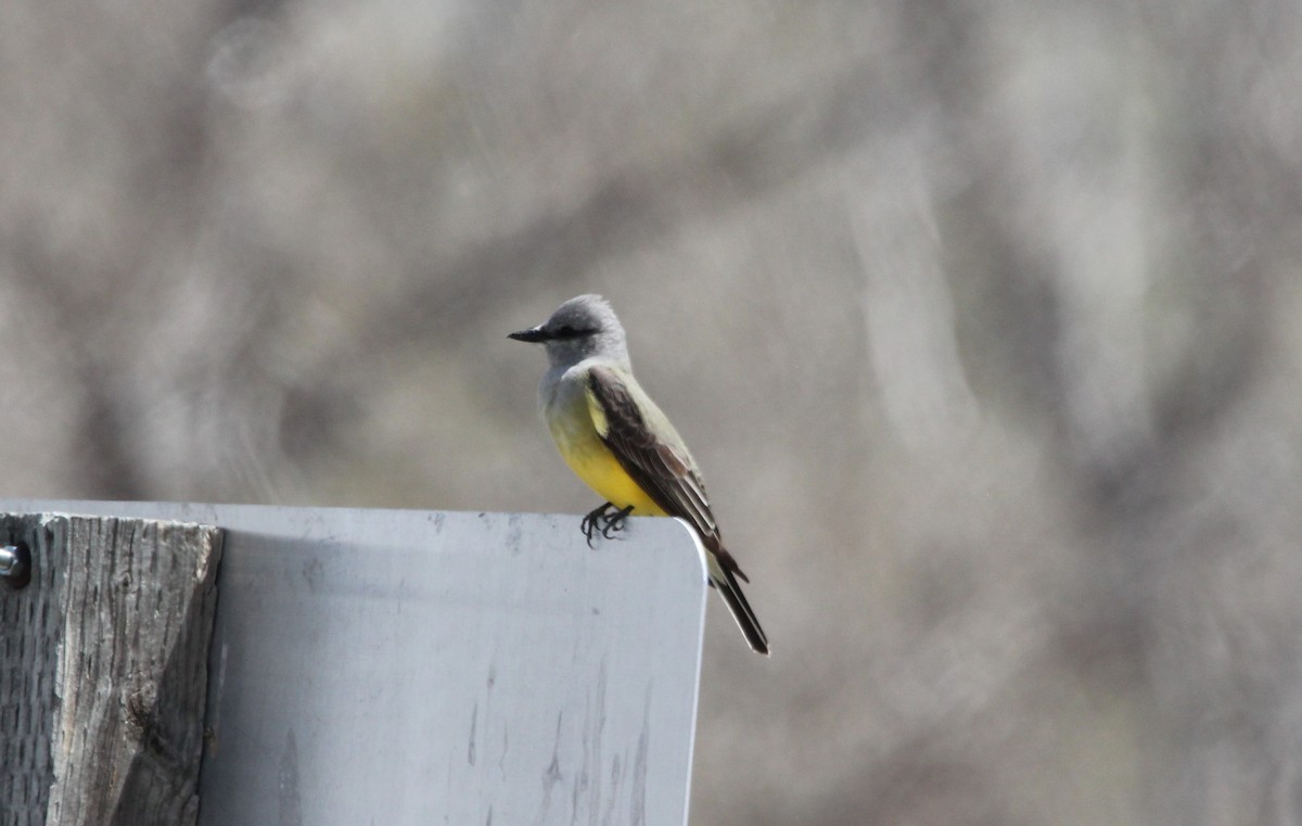 Western Kingbird - ML334998481