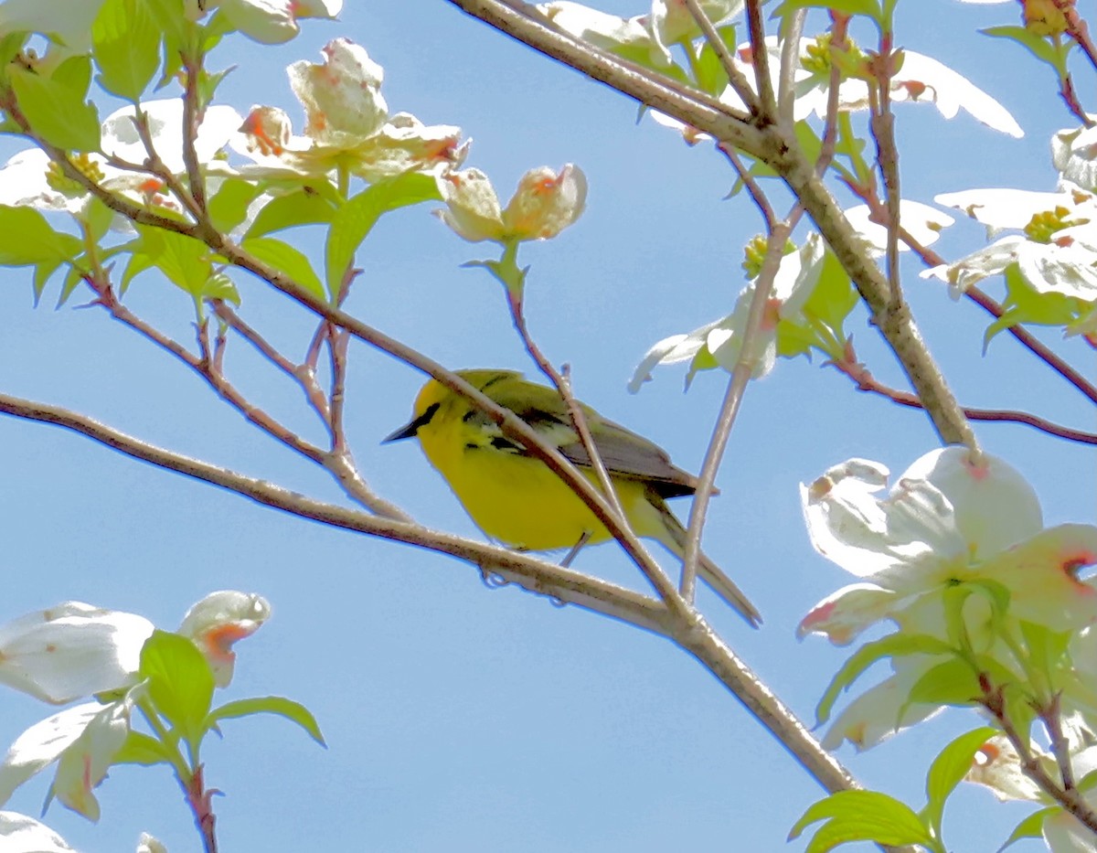 Blauflügel-Waldsänger - ML334998921