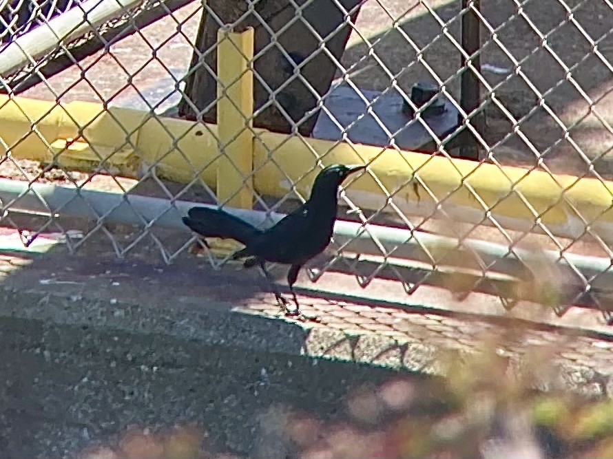 Great-tailed Grackle - ML334999941