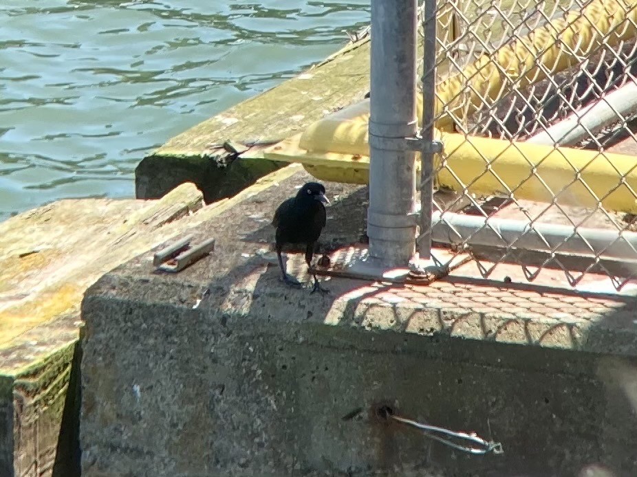 Great-tailed Grackle - ML334999951