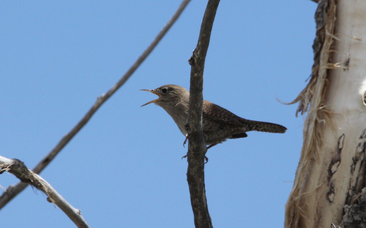 House Wren - ML335000051