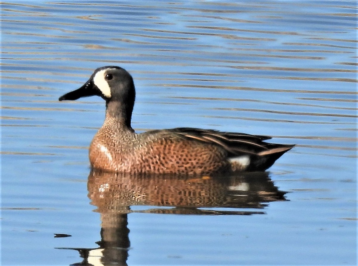 Blue-winged Teal - ML335000191