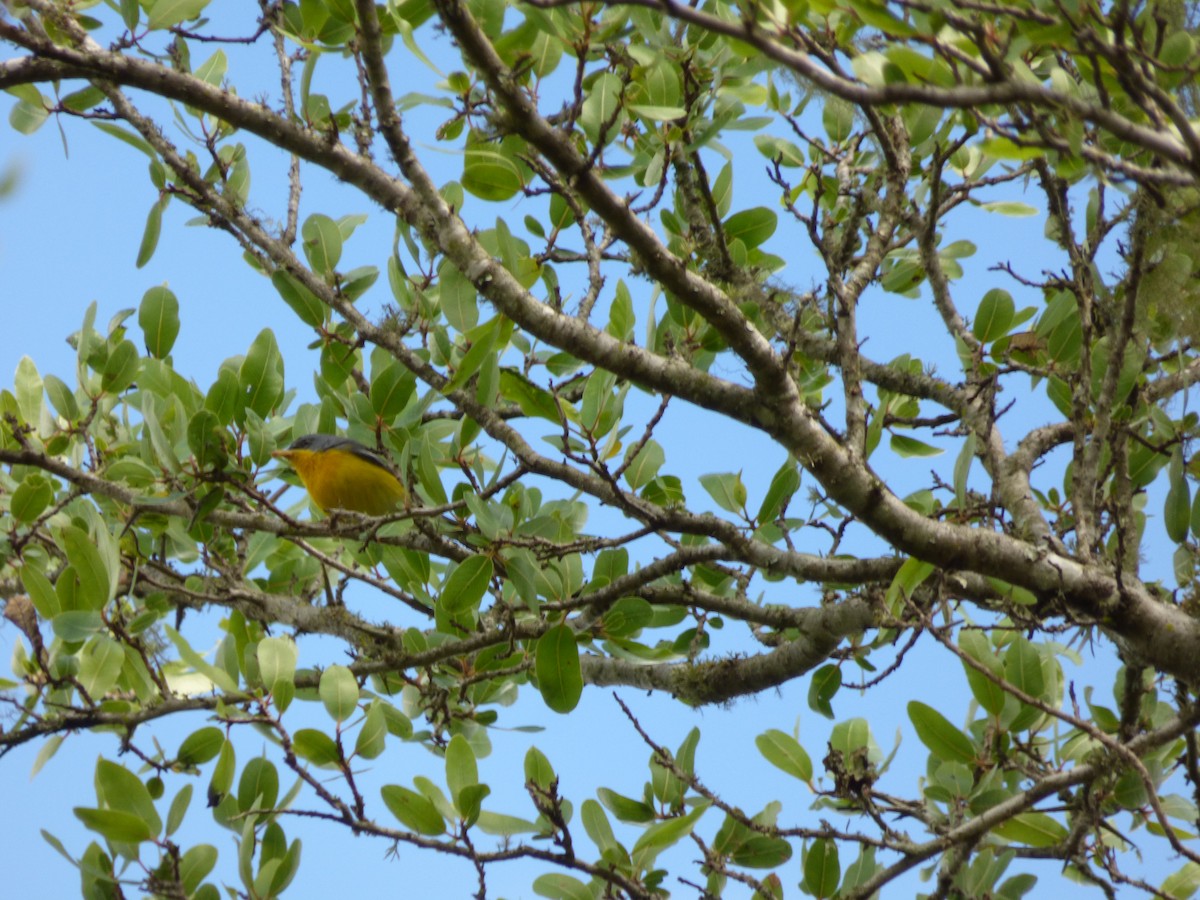 Tropical Parula - ML335001401