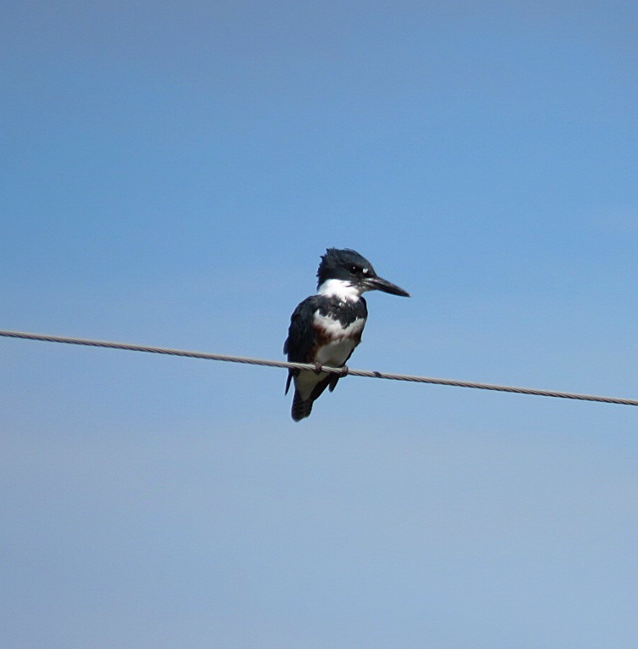 Belted Kingfisher - ML33500151