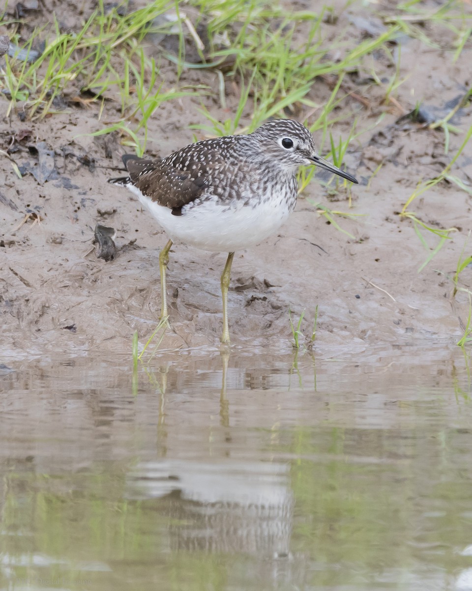 Solitary Sandpiper - ML335002481