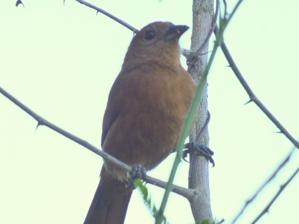 White-lined Tanager - ML335002641