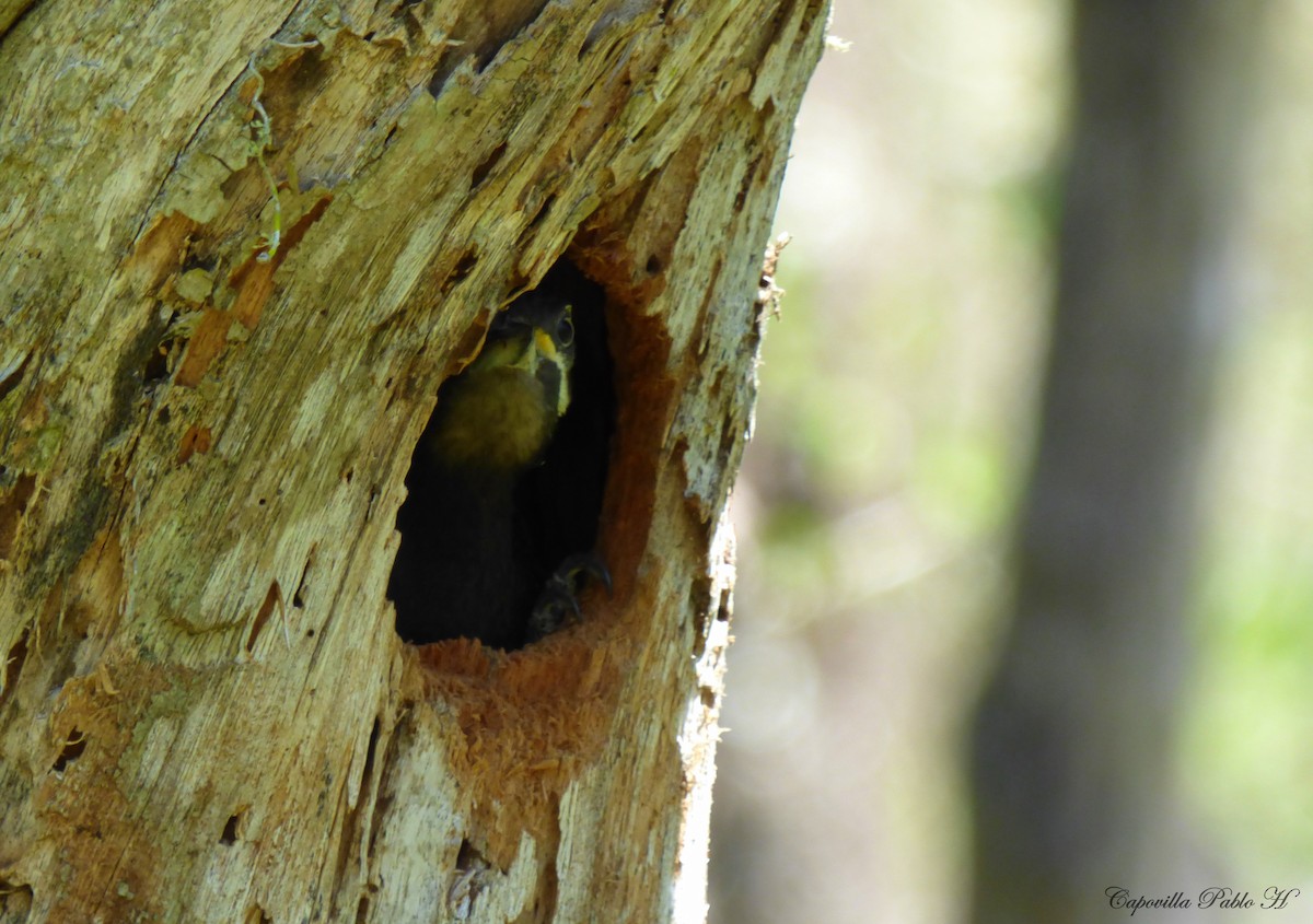 Black-bodied Woodpecker - ML335003911