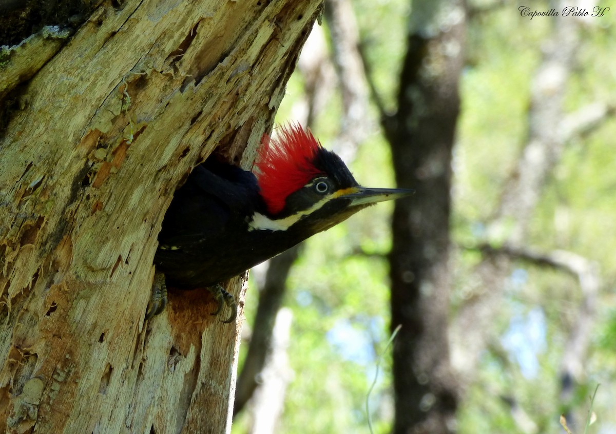 Black-bodied Woodpecker - ML335003951