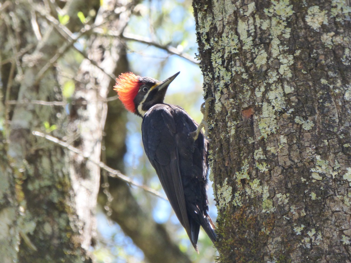 Black-bodied Woodpecker - ML335004191