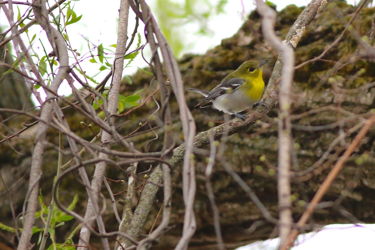 Yellow-throated Vireo - ML335004751