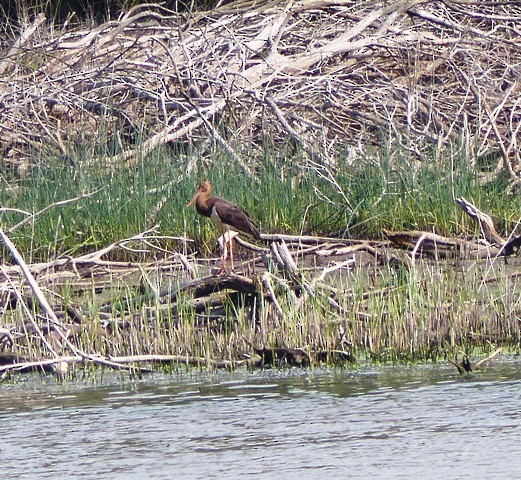 Хар өрөвтас - ML335004791