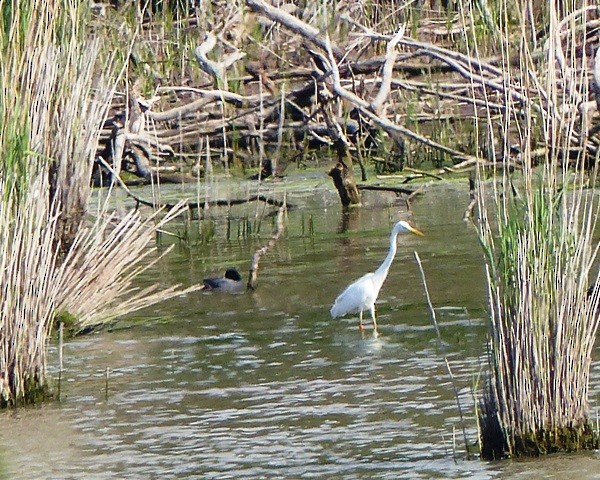 Цасч дэглий - ML335004911