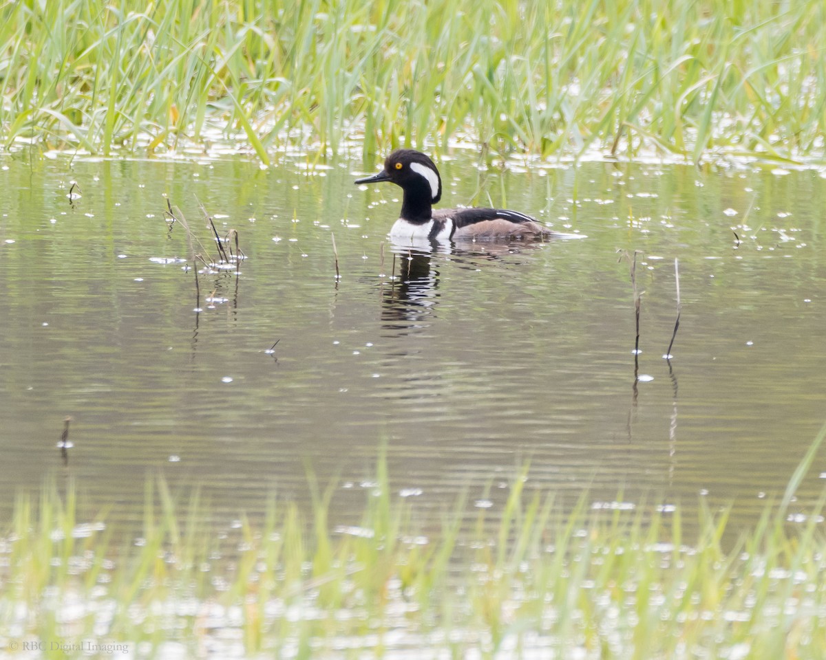 Hooded Merganser - ML335004931