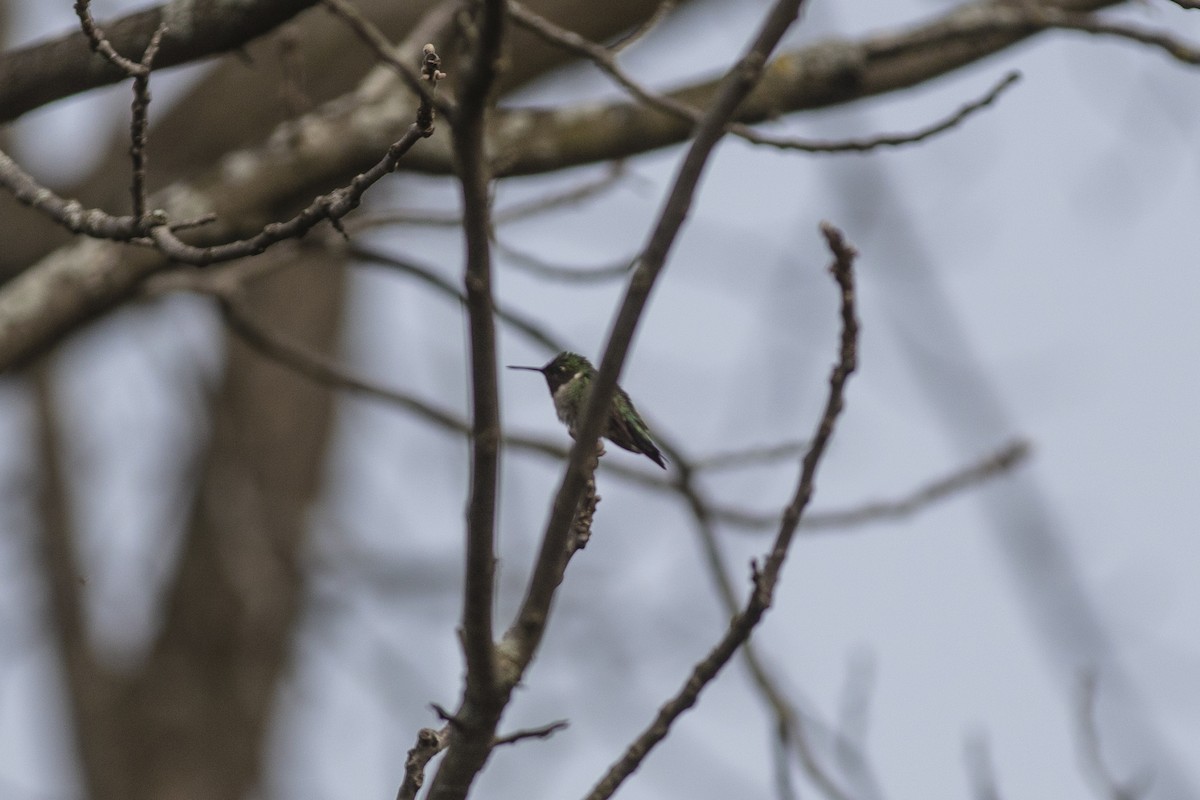 Ruby-throated Hummingbird - ML335005521