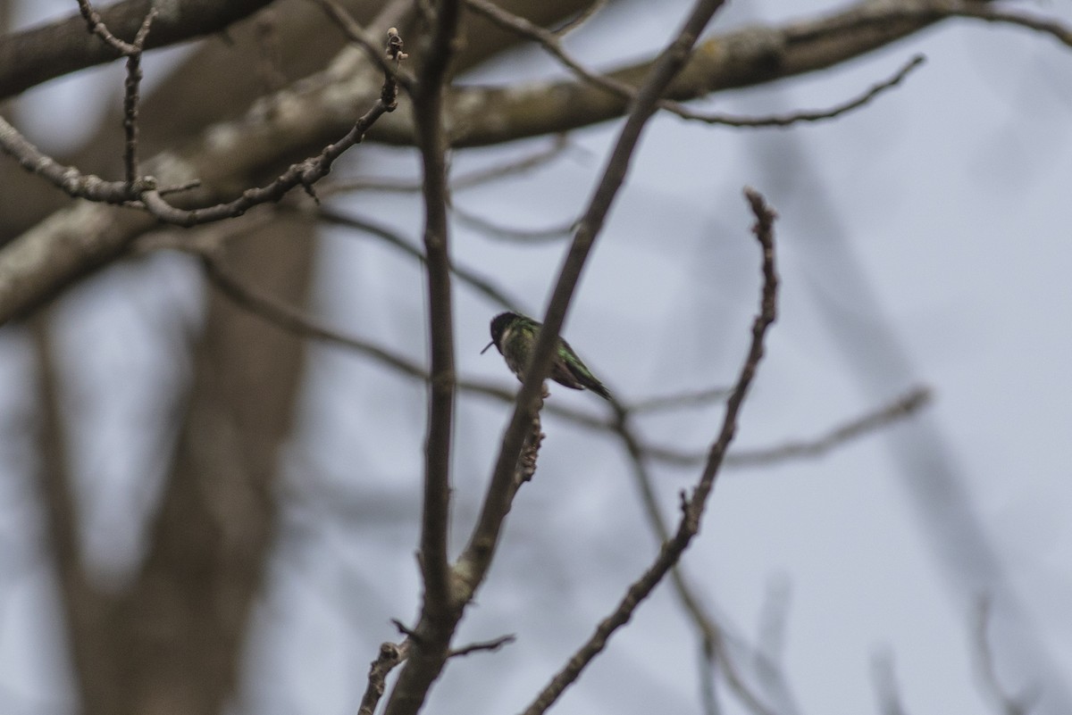 Colibrí Gorjirrubí - ML335005531