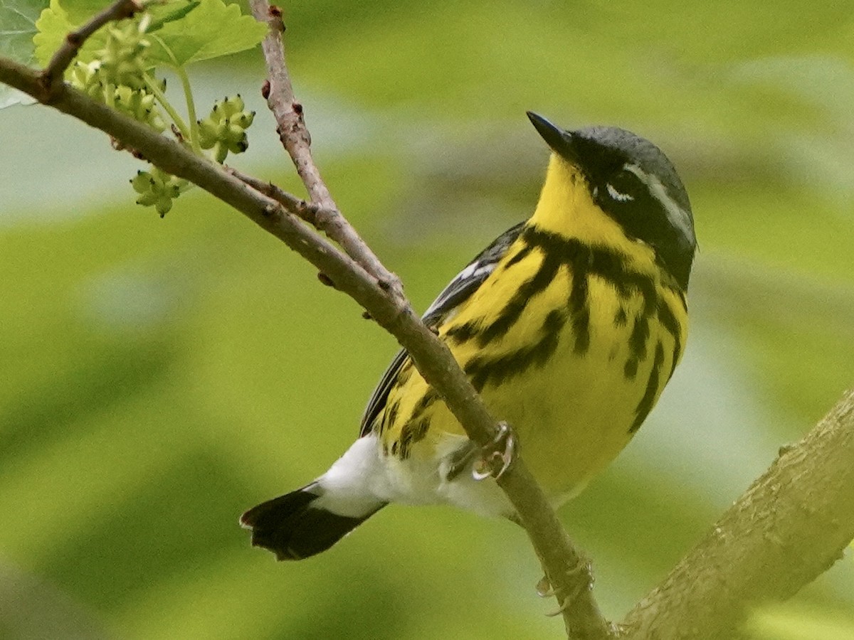 Magnolia Warbler - ML335005671