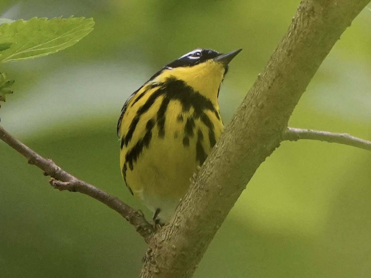 Magnolia Warbler - ML335005691