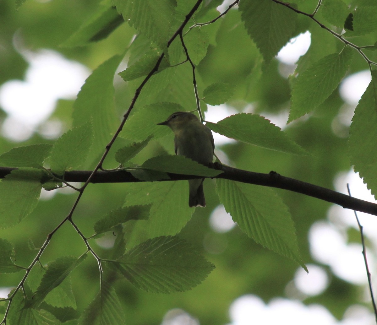 Tennessee Warbler - ML335006861