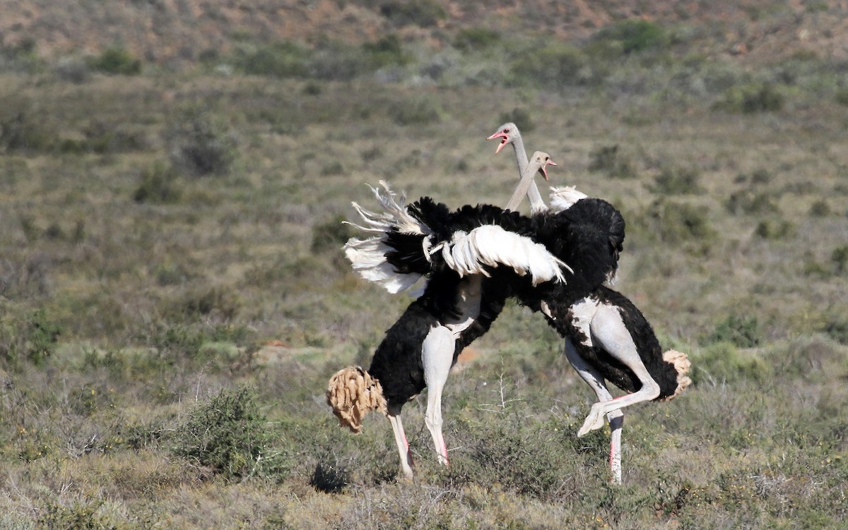 Common Ostrich - Andrew Spencer