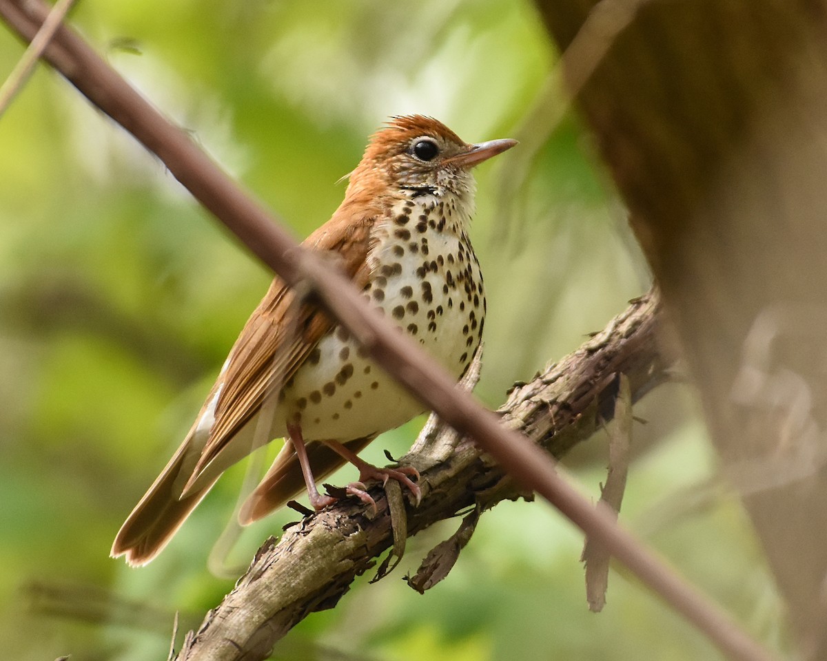 Wood Thrush - Brian Hicks