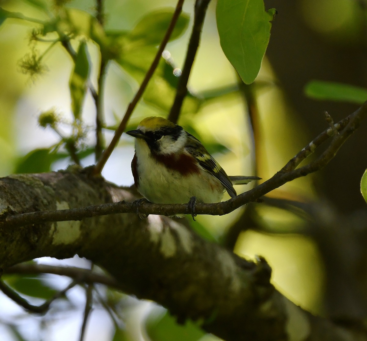 Chestnut-sided Warbler - ML335010531
