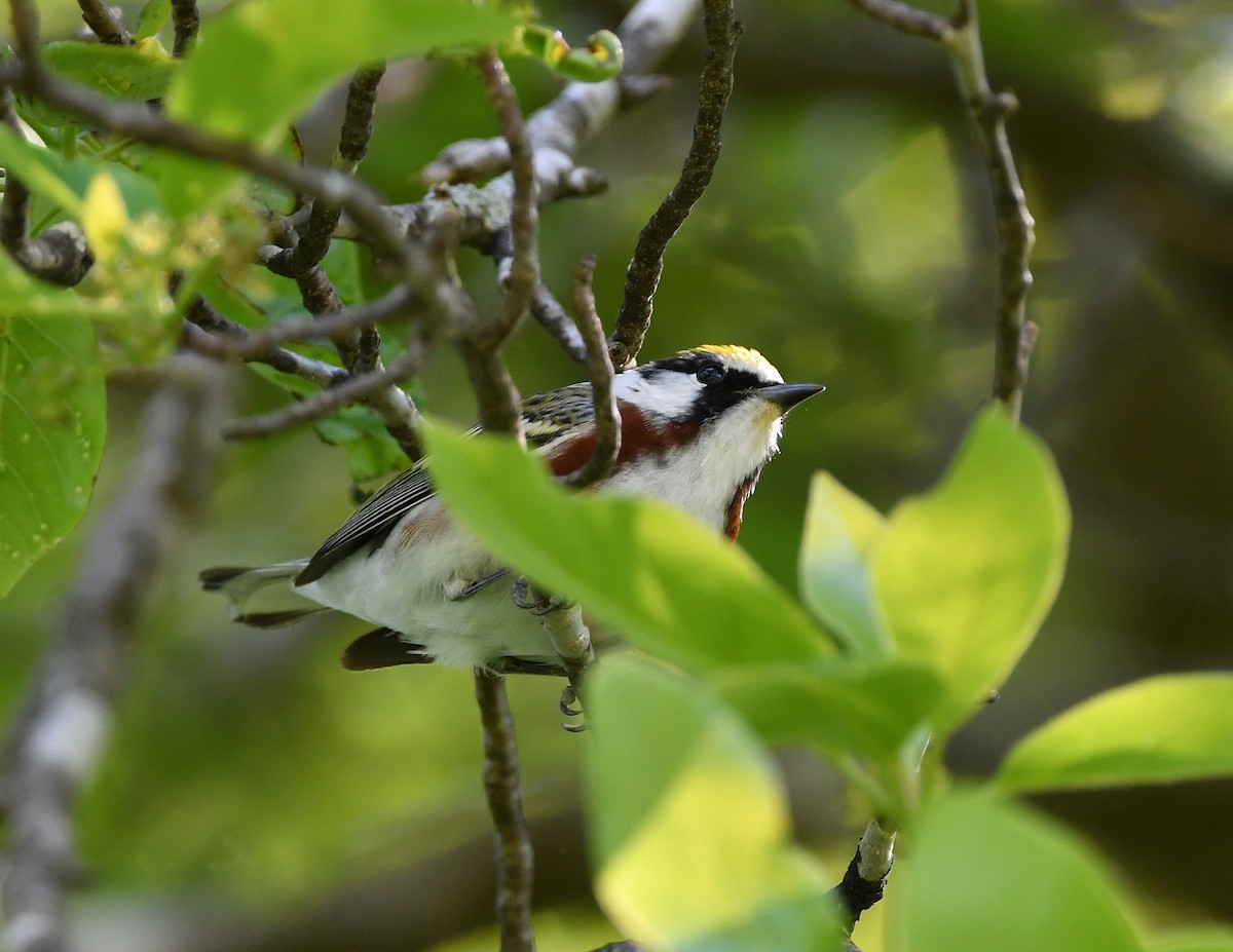 Chestnut-sided Warbler - ML335010541