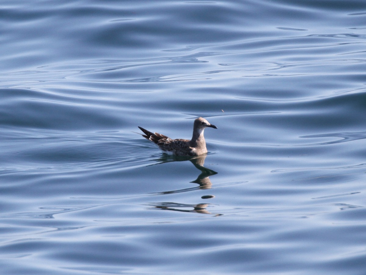 Laughing Gull - Christopher McPherson