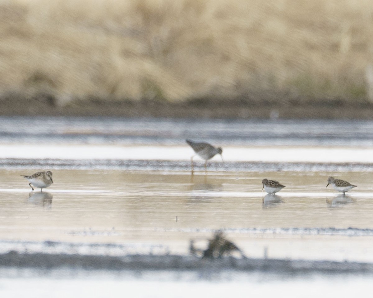 Baird's Sandpiper - ML335012871