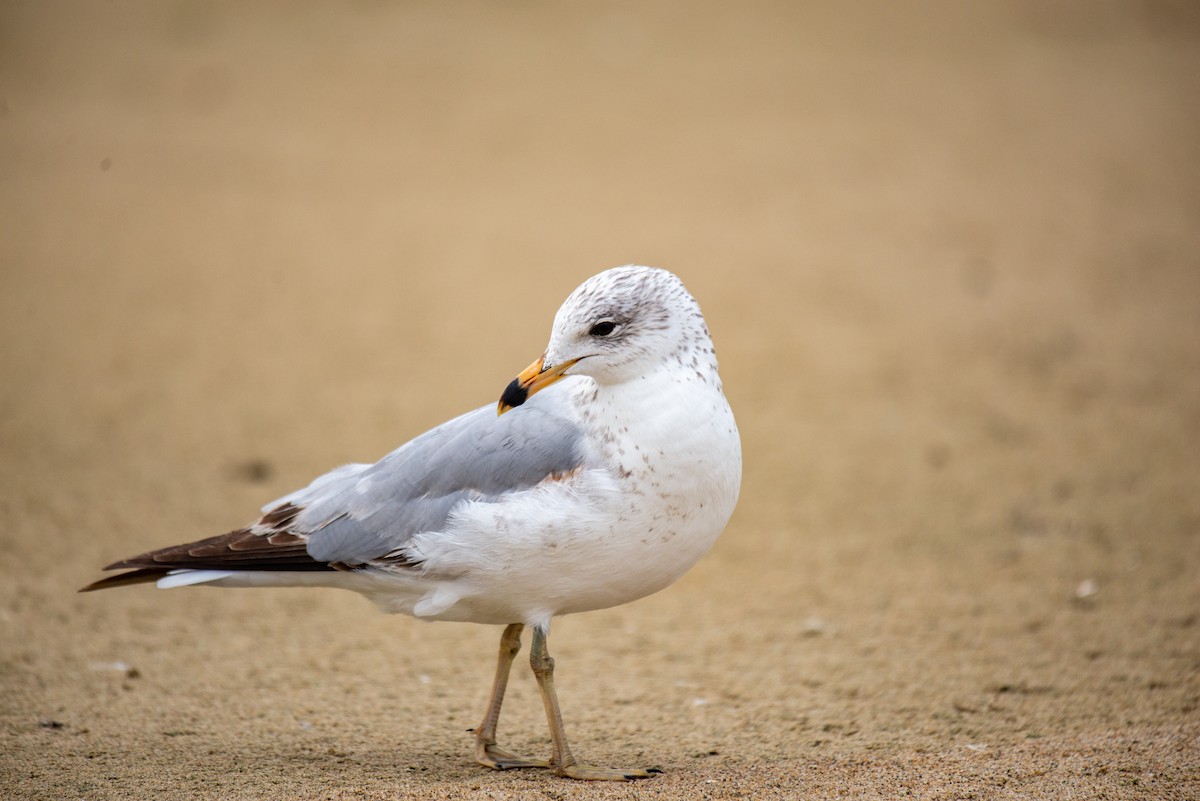 Ring-billed Gull - ML335013001
