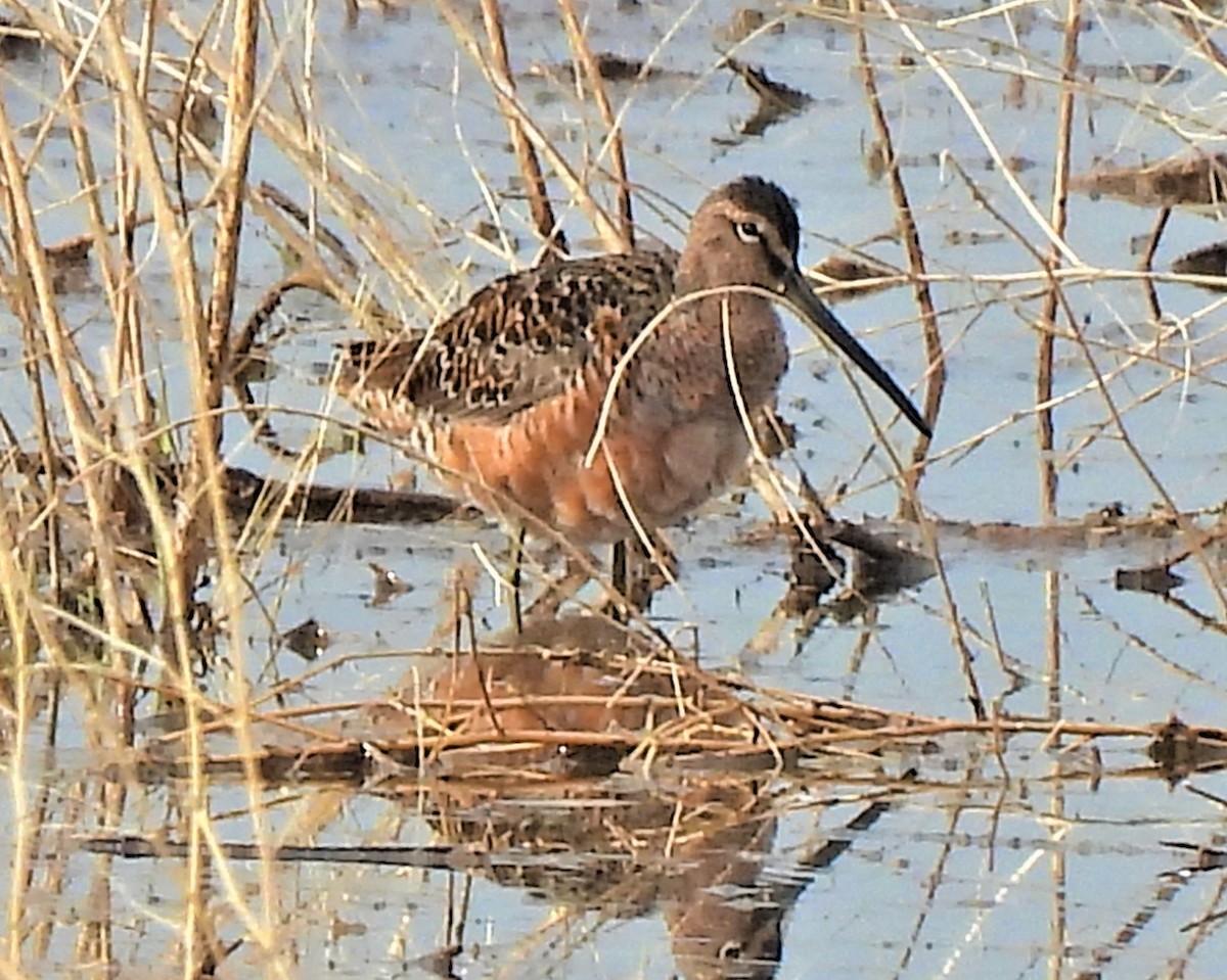 Long-billed Dowitcher - ML335013911