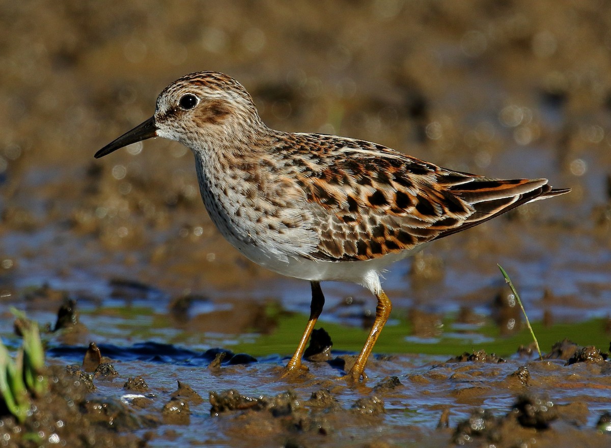 Least Sandpiper - Nik Teichmann