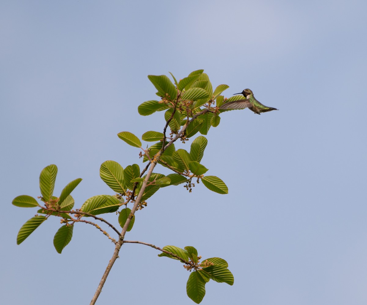 rødmaskekolibri - ML335015181