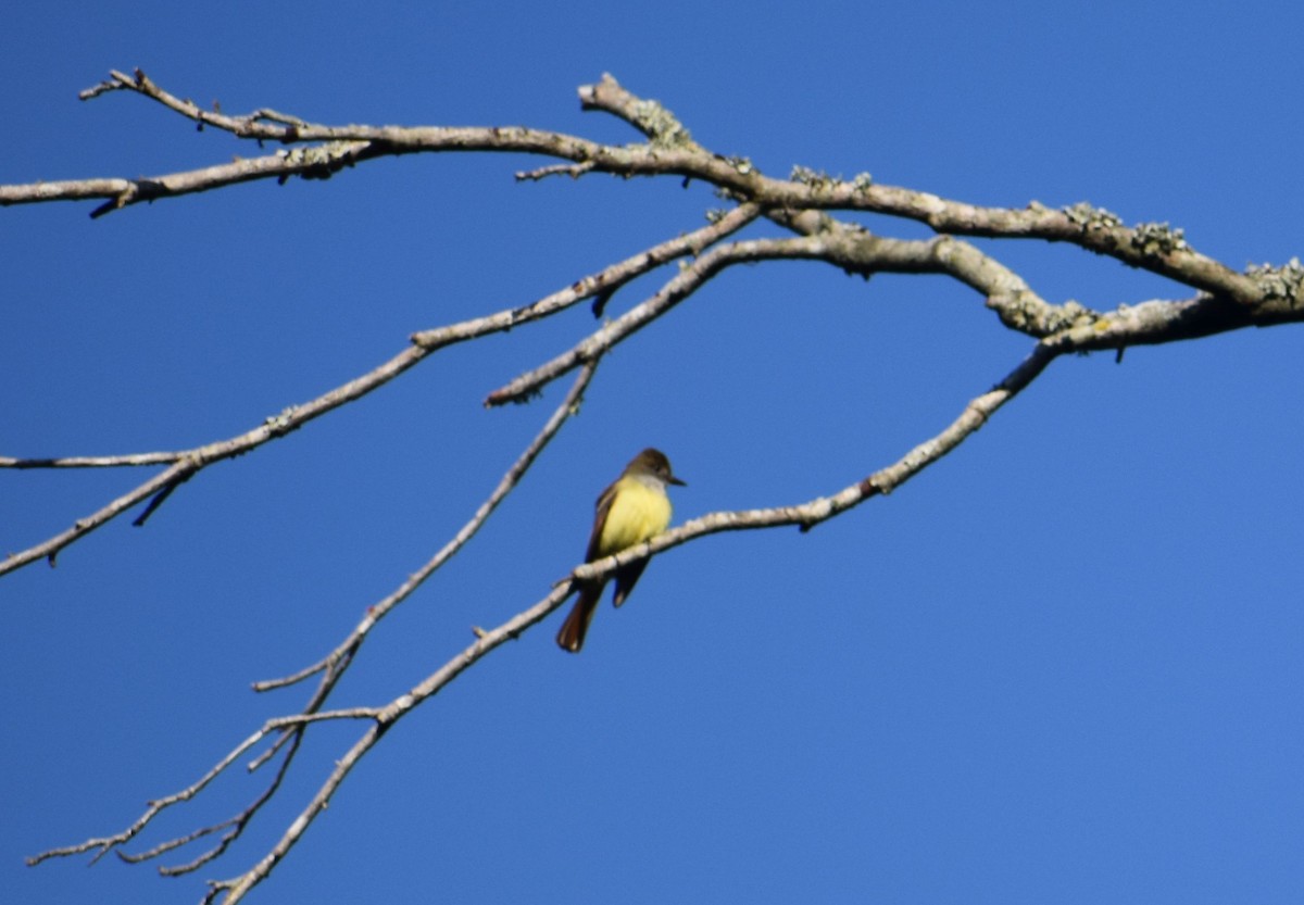 Great Crested Flycatcher - Fran Loyd