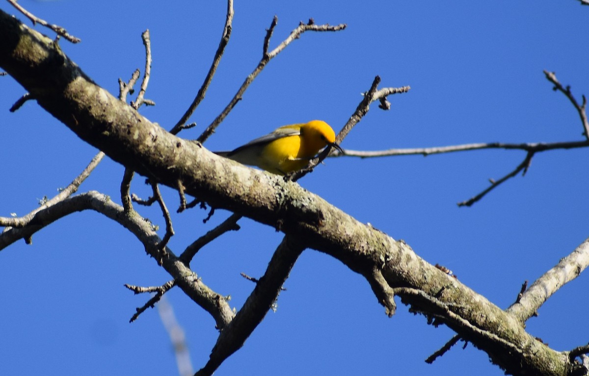 Prothonotary Warbler - Fran Loyd