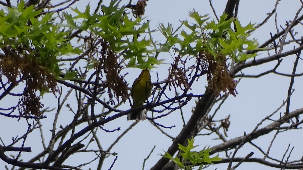 Prairie Warbler - ML335018441