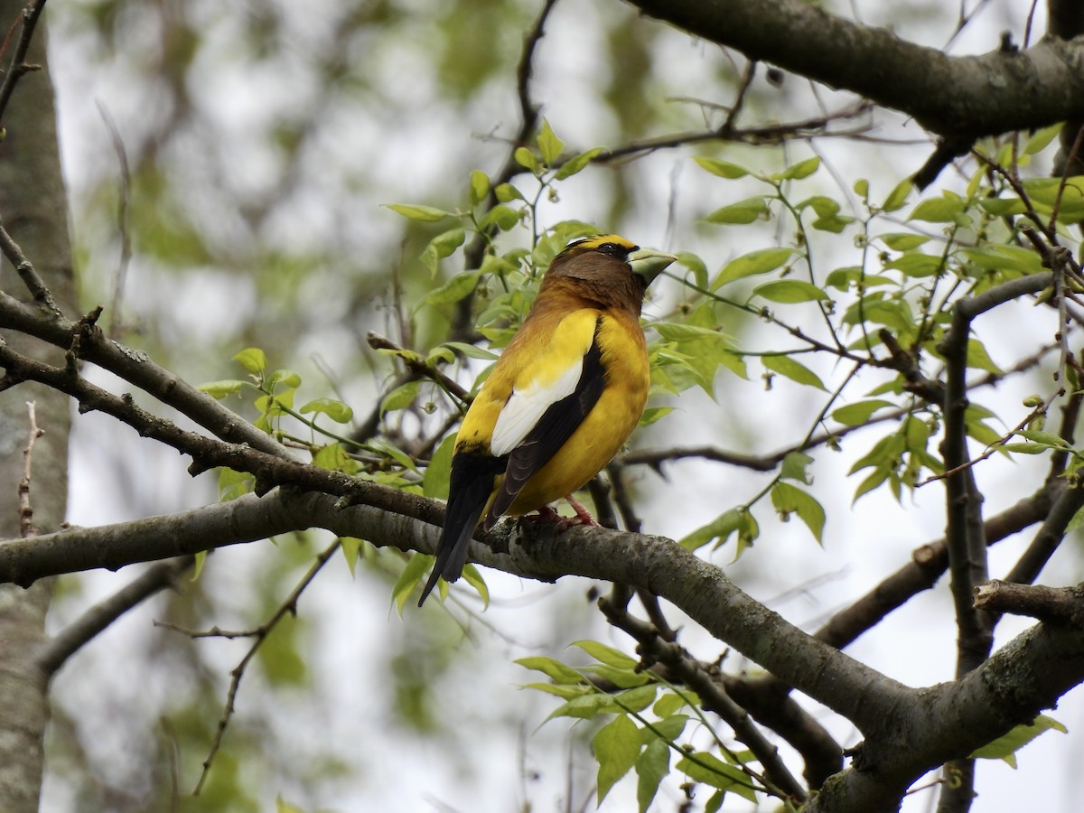 Evening Grosbeak - Candice Burke