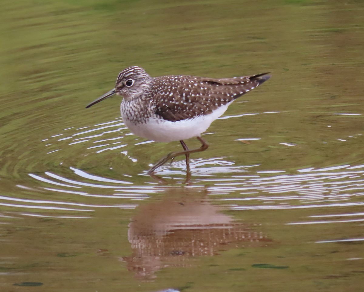 Solitary Sandpiper - ML335020071