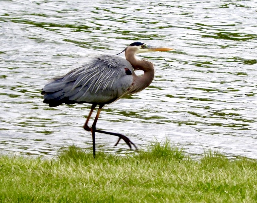 Great Blue Heron (Great Blue) - ML335020761