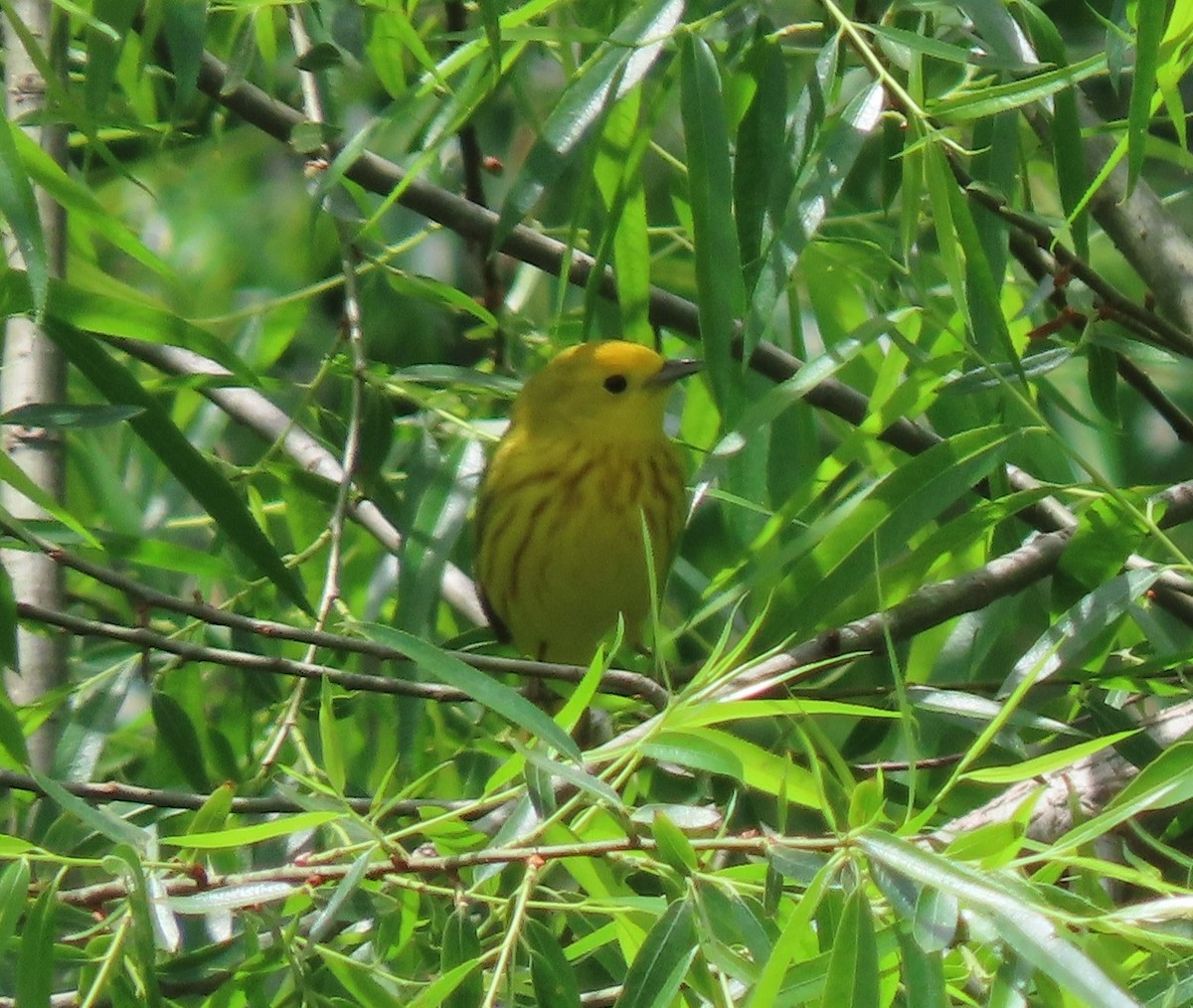 Yellow Warbler - ML335020771