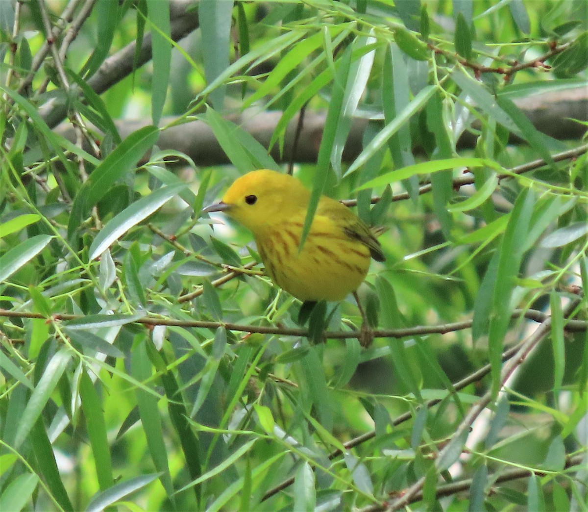 Yellow Warbler - ML335020791