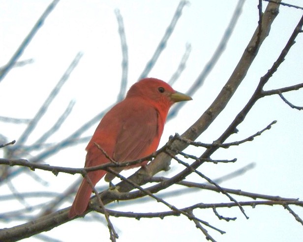 Summer Tanager - ML335021121