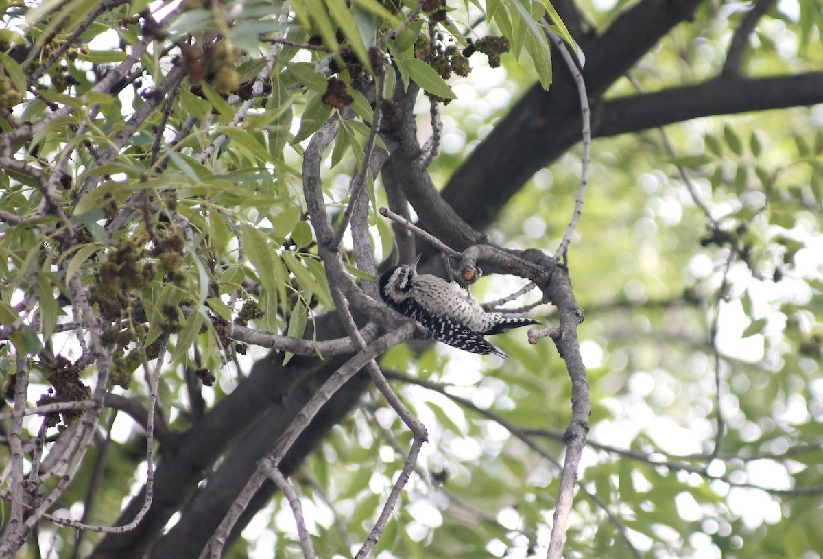Ladder-backed Woodpecker - Alejandro  Calzada Arciniega