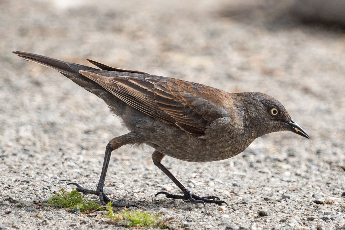 Rusty Blackbird - Carole Rose